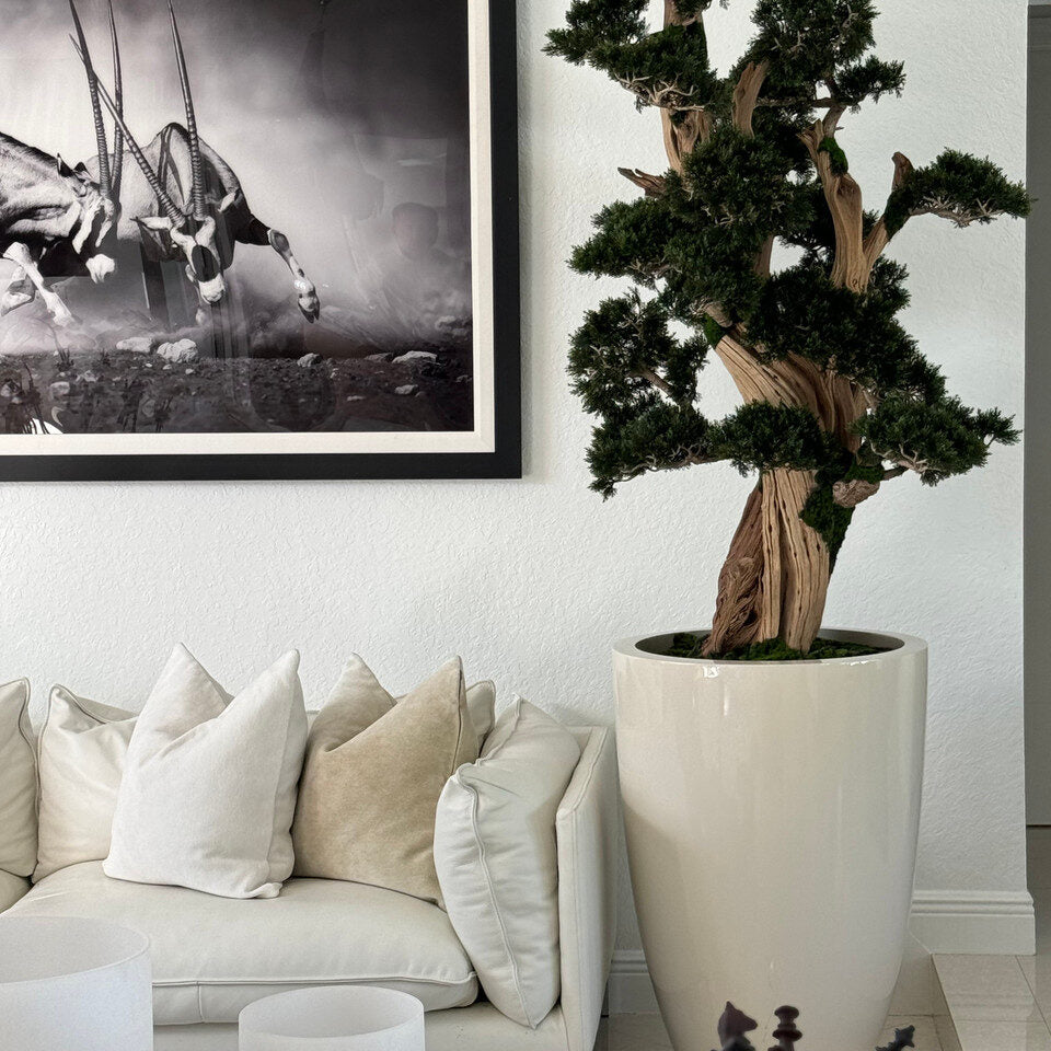 oversized bonsai in brannan planter